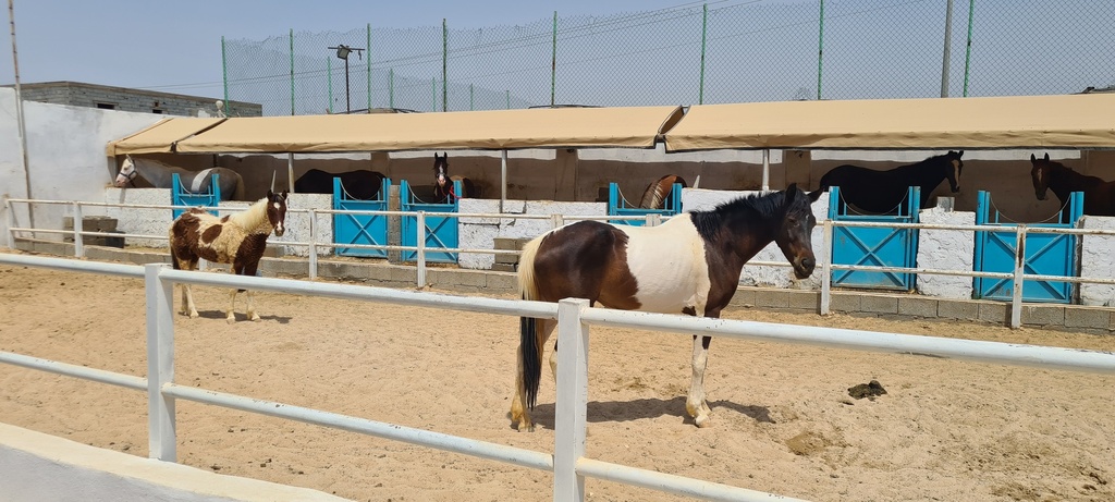 إيواء خيل