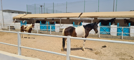 Horse shelter